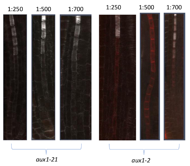 Immunolocalization using anti-AUX1 antibodies